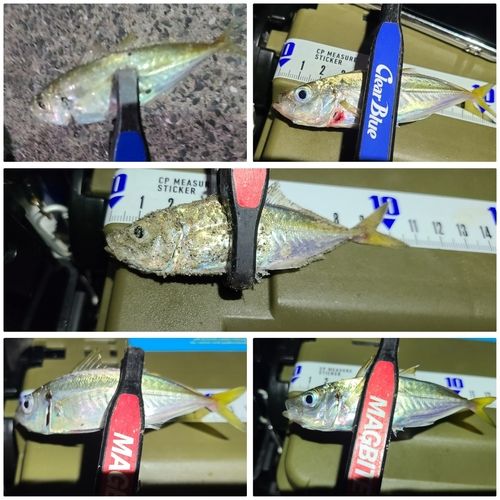 アジの釣果