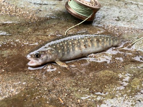 イワナの釣果