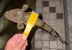 マゴチの釣果
