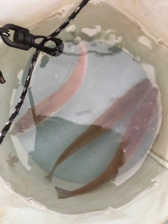 キスの釣果