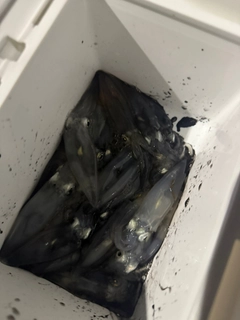 チイチイイカの釣果