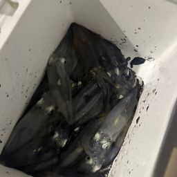 チイチイイカ
