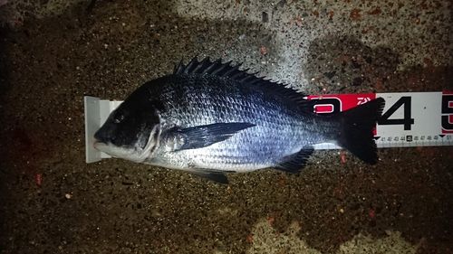 クロダイの釣果