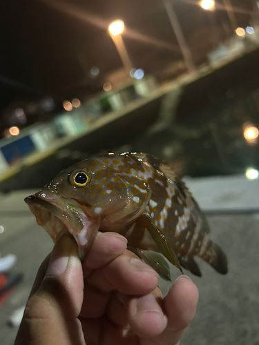 キジハタの釣果