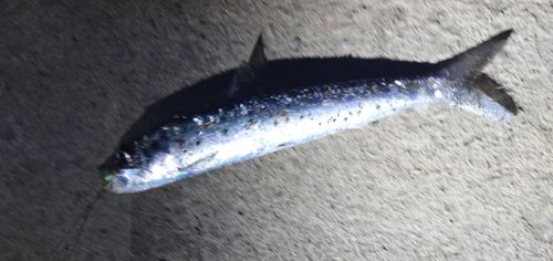 イワシの釣果