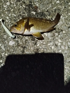 ガヤの釣果