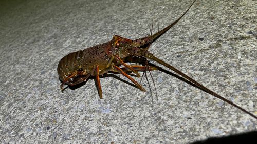 イセエビの釣果