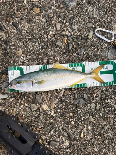 ツバスの釣果