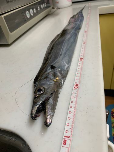 タチウオの釣果