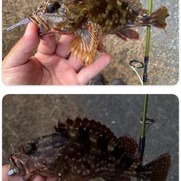 カサゴ