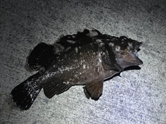 クロソイの釣果