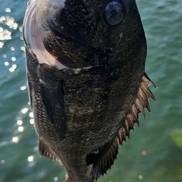 チヌ