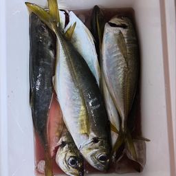 アジ