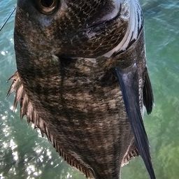 チヌ