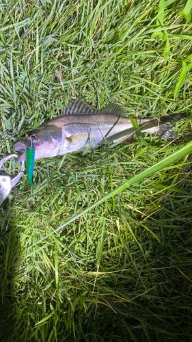 セイゴ（マルスズキ）の釣果