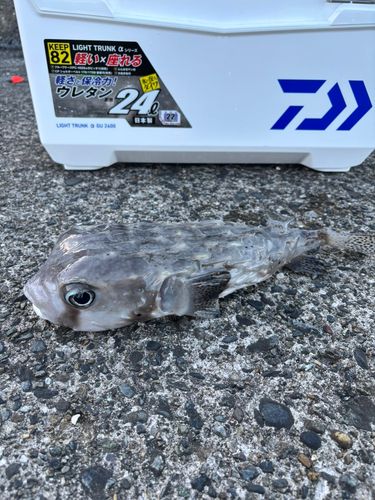 イシガキフグの釣果