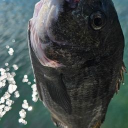 チヌ