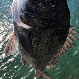 チヌ