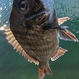チヌ