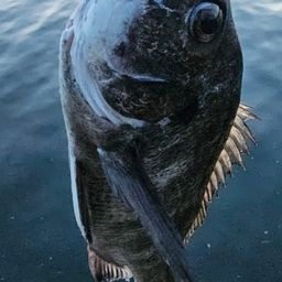 チヌ
