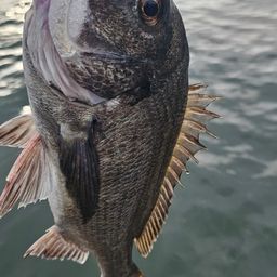 チヌ