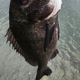 チヌ