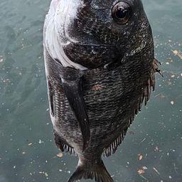 チヌ