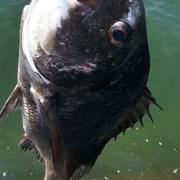 チヌ