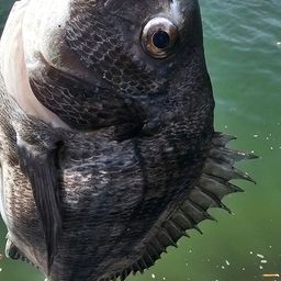 チヌ