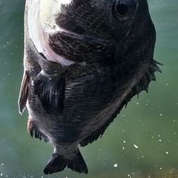 チヌ