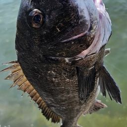 チヌ