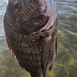 チヌ