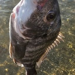 チヌ