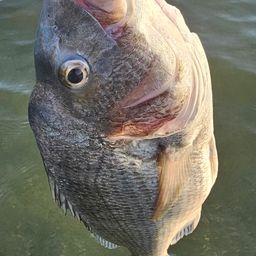 チヌ