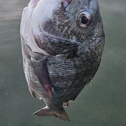 チヌ
