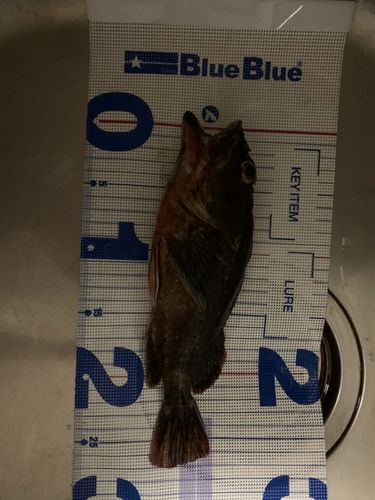 カサゴの釣果