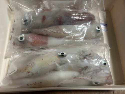 アカイカの釣果