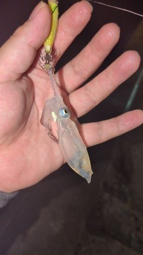 ベイカの釣果