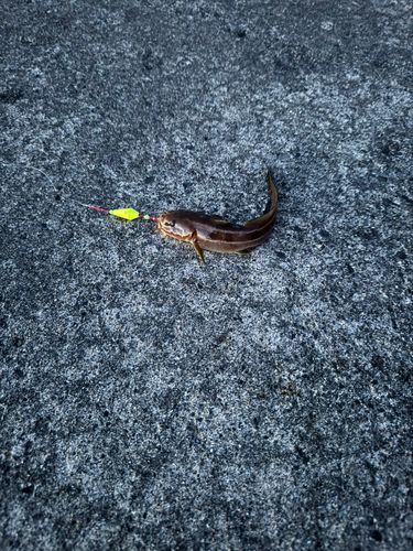 ゴンズイの釣果