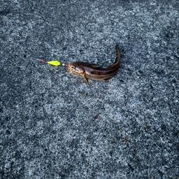 ゴンズイ