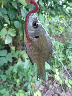 ブルーギルの釣果