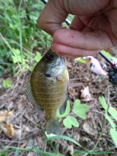 ブルーギルの釣果