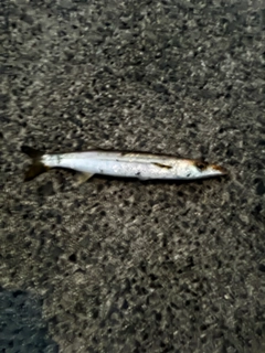 カマスの釣果
