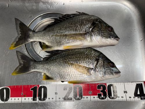 キチヌの釣果