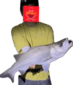 フッコ(マルスズキ)の釣果
