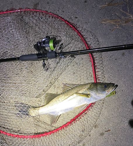セイゴ（マルスズキ）の釣果
