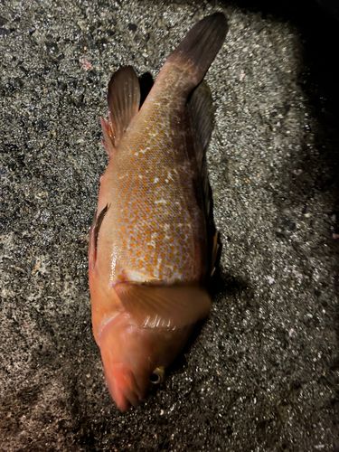 アコウの釣果