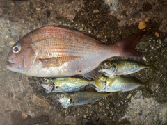 マダイの釣果