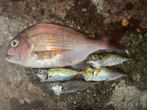 マダイの釣果