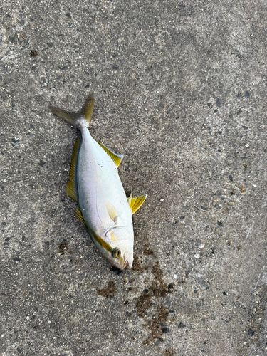 ショゴの釣果